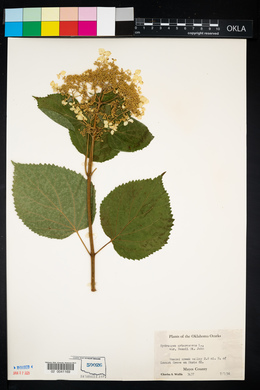 Hydrangea arborescens var. deamii image