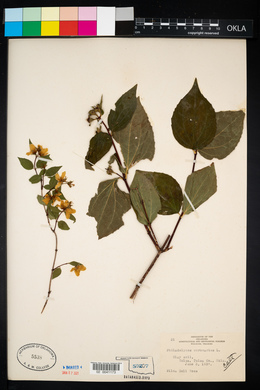 Philadelphus coronarius image