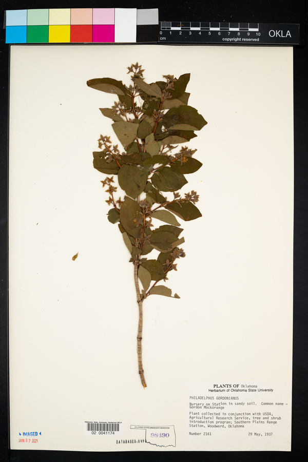 Philadelphus lewisii image