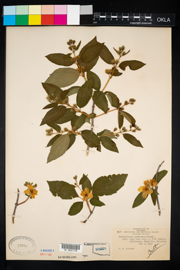 Philadelphus pubescens image