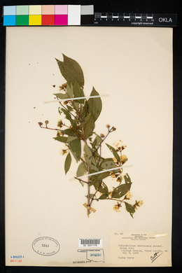 Philadelphus pubescens image