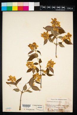 Philadelphus pubescens image