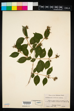 Philadelphus pubescens image