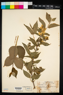 Philadelphus pubescens image