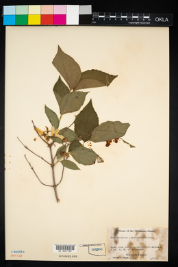 Philadelphus pubescens image