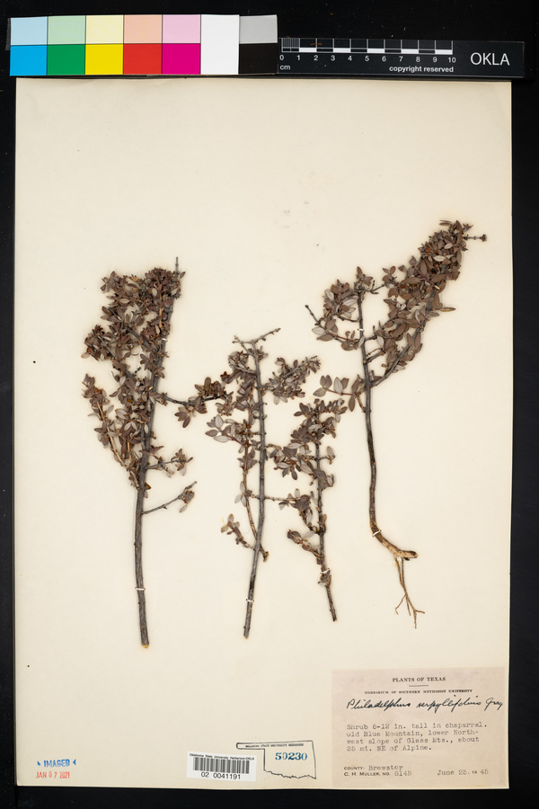 Philadelphus serpyllifolius image