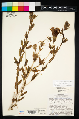 Mentzelia nuda var. stricta image