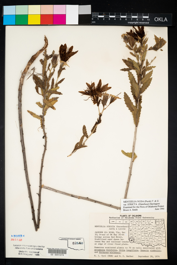 Mentzelia nuda var. stricta image