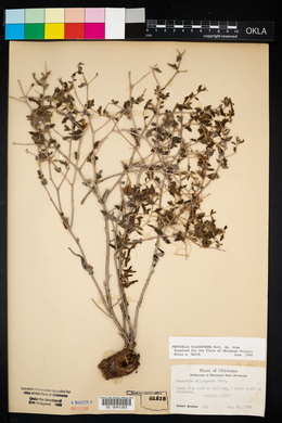 Mentzelia oligosperma image