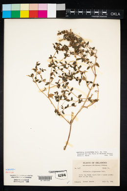 Mentzelia oligosperma image