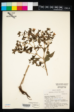 Mentzelia oligosperma image