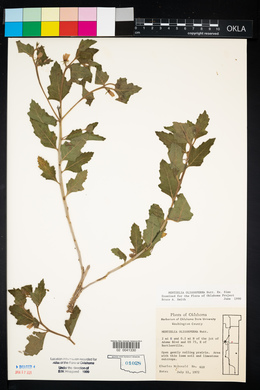 Mentzelia oligosperma image