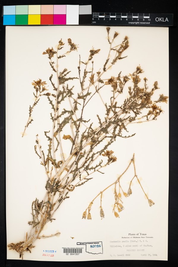 Mentzelia pumila image