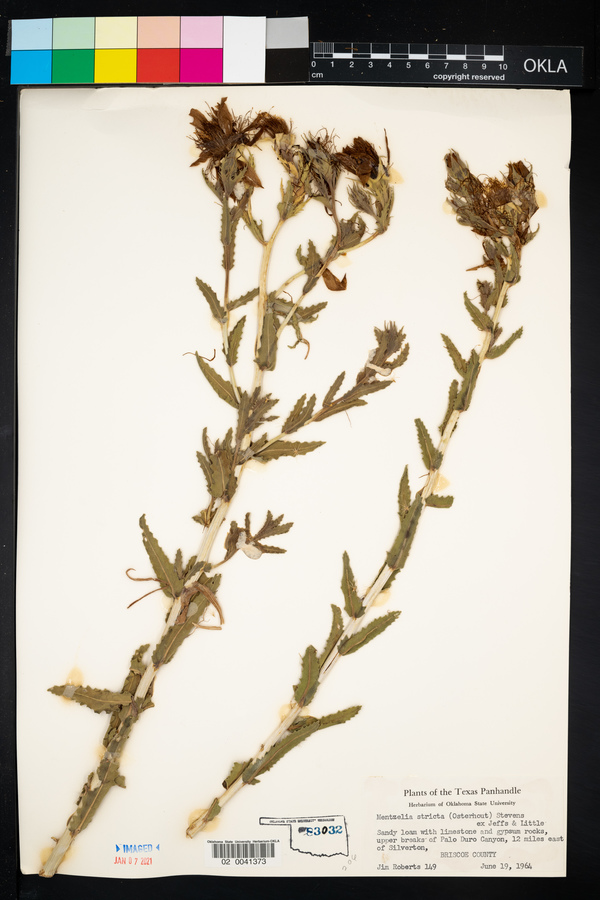 Mentzelia nuda var. stricta image