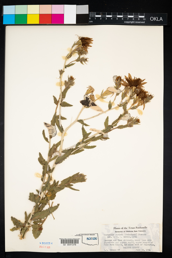 Mentzelia nuda var. stricta image