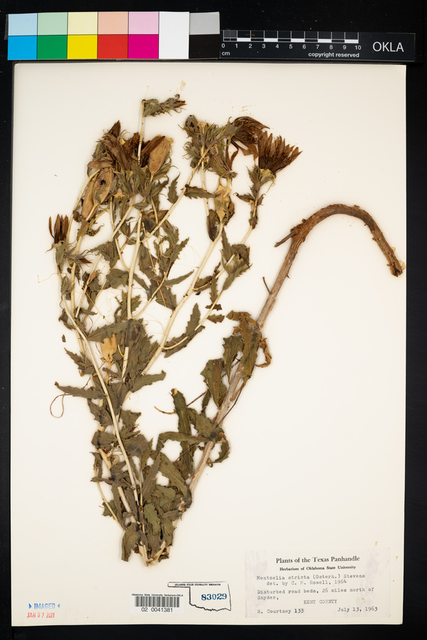 Mentzelia nuda image