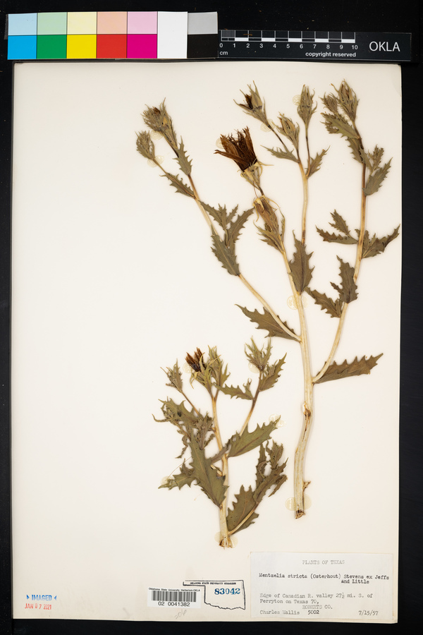 Mentzelia nuda image
