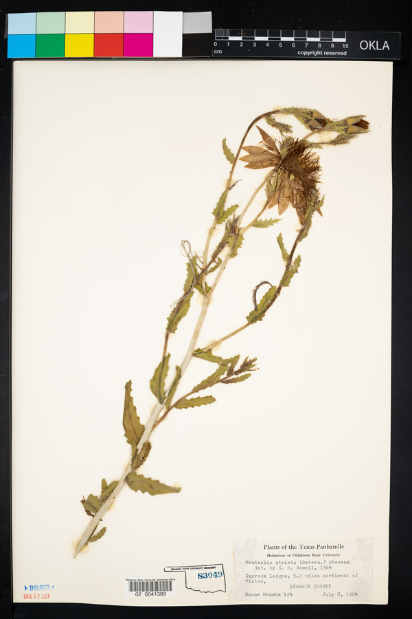Mentzelia nuda var. stricta image