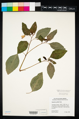 Impatiens pallida image