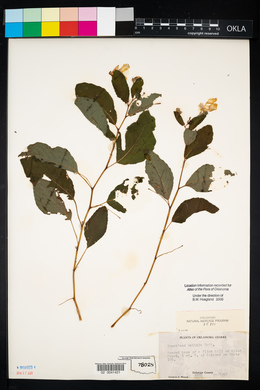 Impatiens pallida image