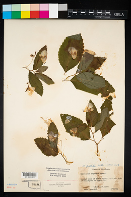 Impatiens pallida image