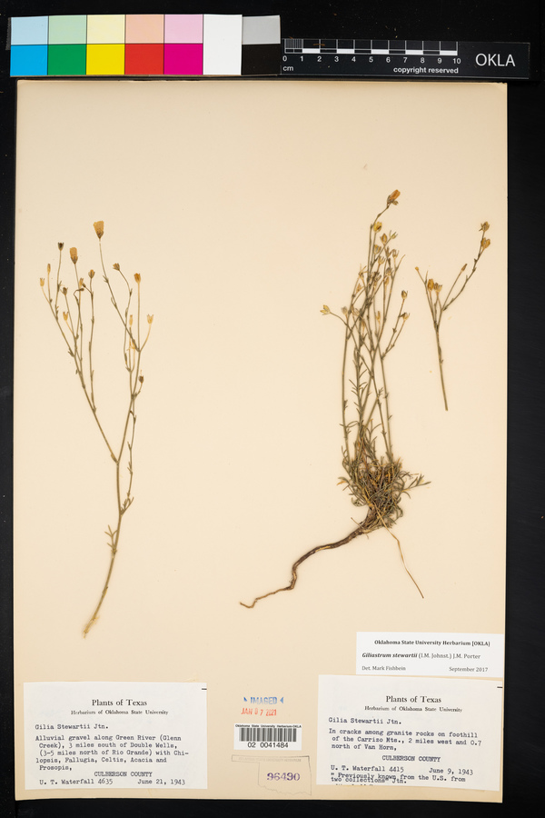 Giliastrum stewartii image
