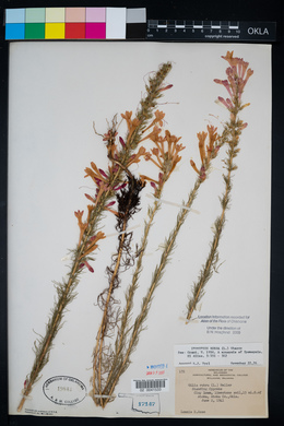 Ipomopsis rubra image