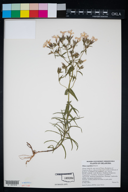 Phlox cuspidata image