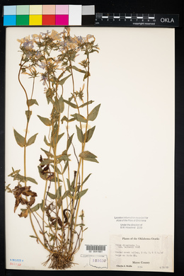 Phlox divaricata subsp. laphamii image