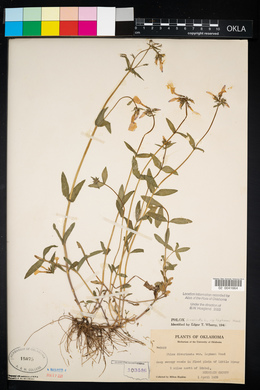 Phlox divaricata var. laphamii image