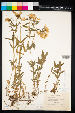 Phlox divaricata subsp. laphamii image