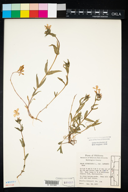 Phlox divaricata subsp. laphamii image