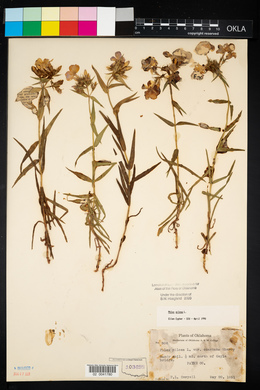 Image Associated With the Occurence