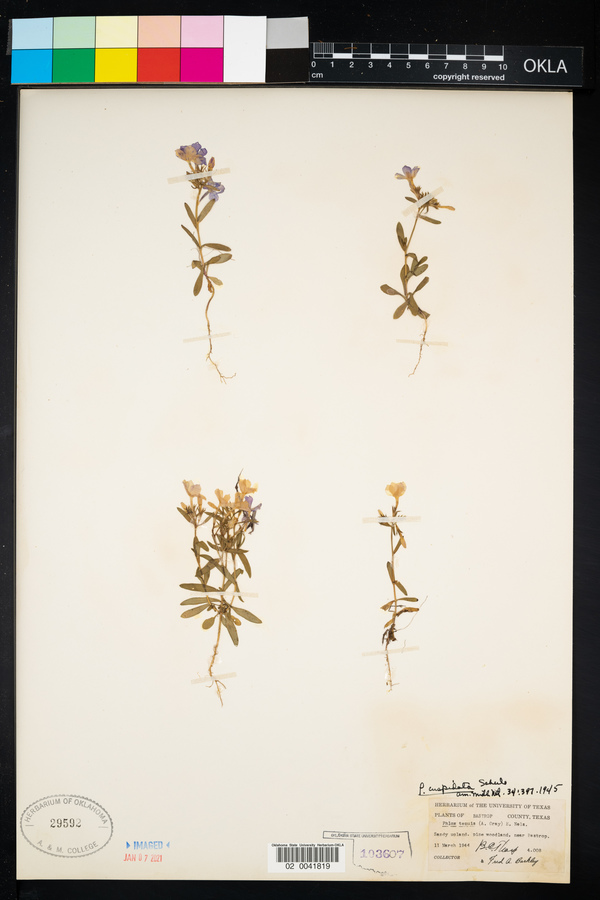 Phlox cuspidata image