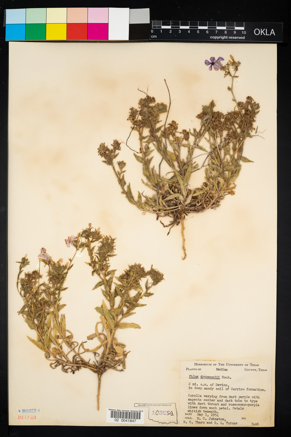 Phlox drummondii image