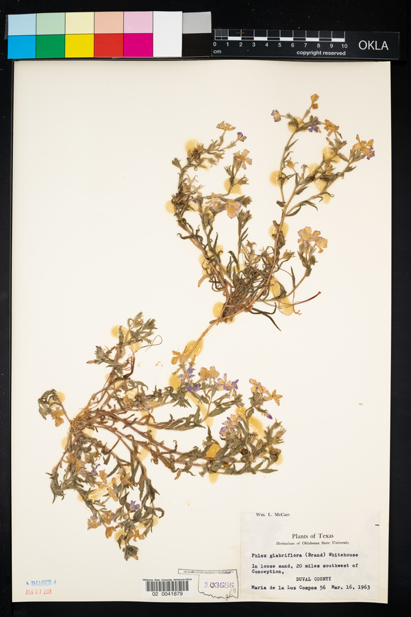 Phlox glabriflora image