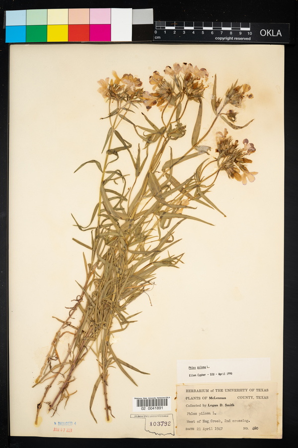 Phlox pilosa image