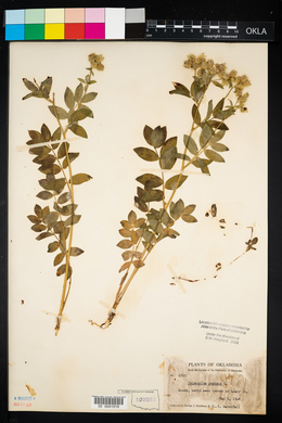 Polemonium reptans image
