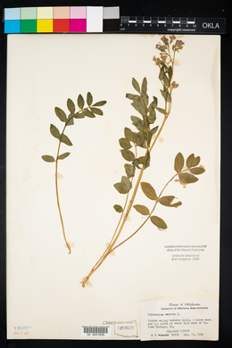 Polemonium reptans image