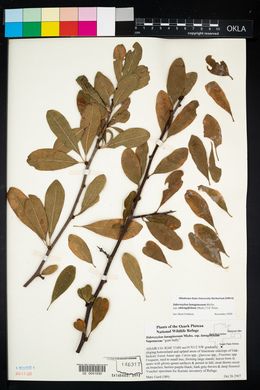 Sideroxylon lanuginosum subsp. lanuginosum image