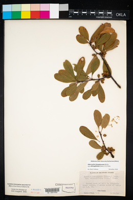 Bumelia oblongifolia image