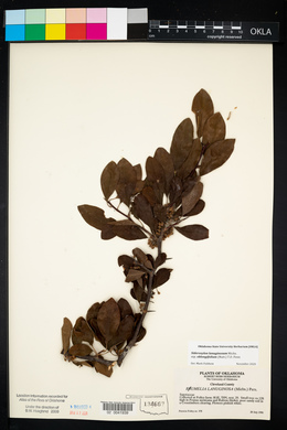 Sideroxylon lanuginosum image