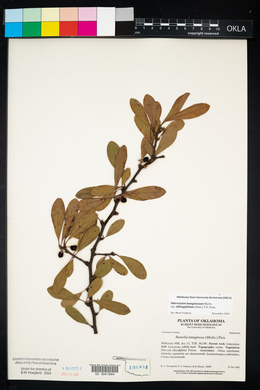 Sideroxylon lanuginosum subsp. lanuginosum image