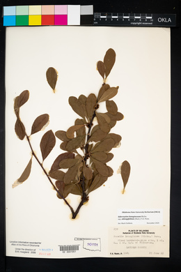 Sideroxylon lanuginosum image