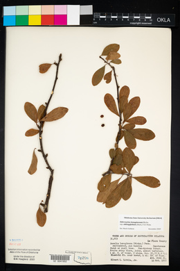 Sideroxylon lanuginosum image