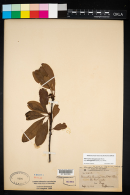 Sideroxylon lanuginosum image