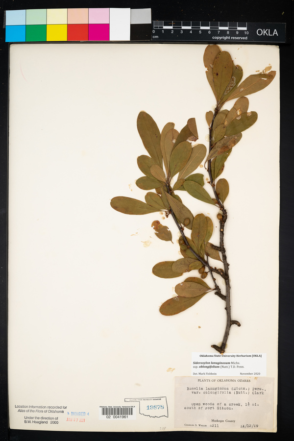 Bumelia oblongifolia image