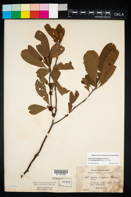 Sideroxylon lanuginosum image