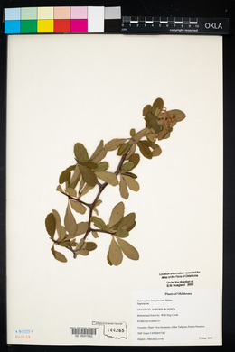 Sideroxylon lanuginosum image