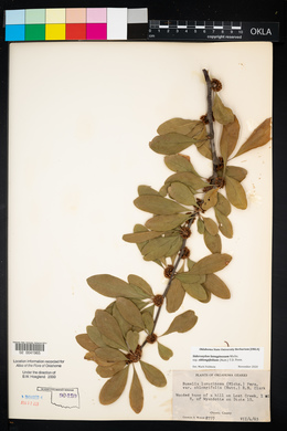 Bumelia oblongifolia image